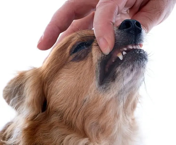 Chihuahuas suffer from bad breath, what should I do?
