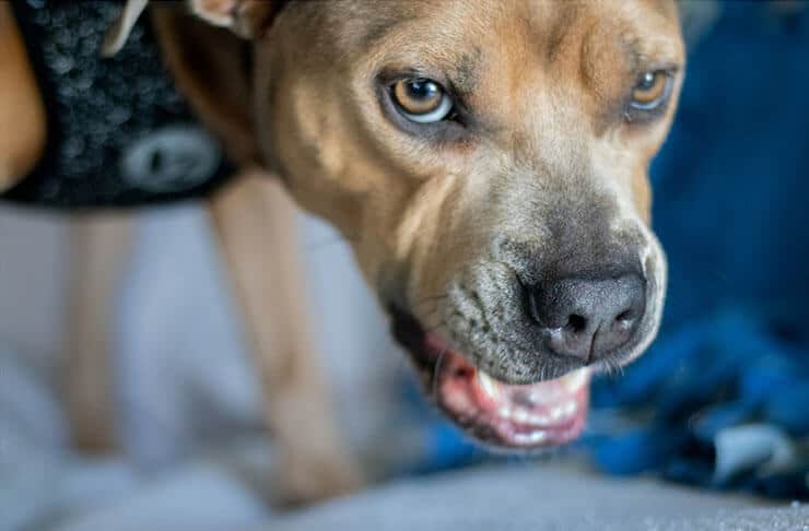 What Is Reverse Sneezing In Dogs at Craigslist