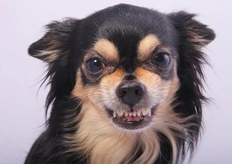 Why Are Chihuahuas Aggressive? The Root Of Aggression