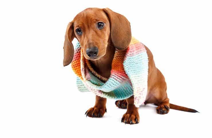 Do Dachshunds Shed? Are They Suitable For An Allergy Sufferer?