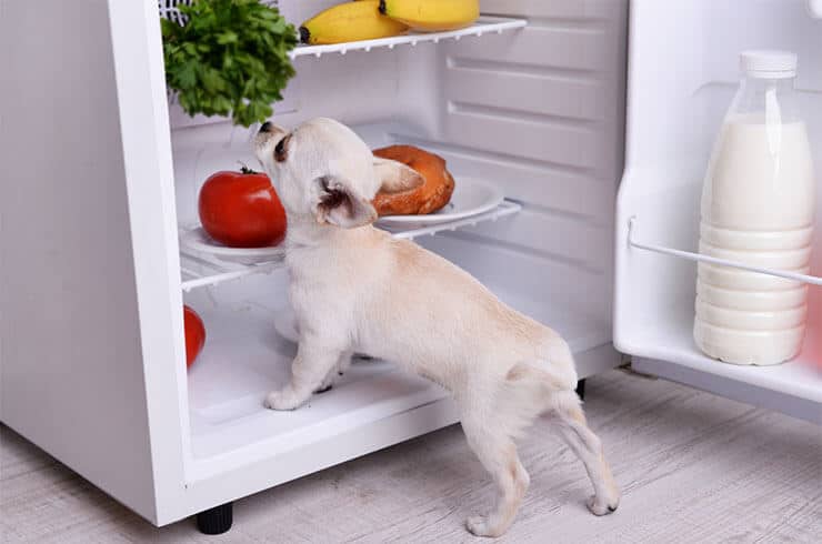 Can Dogs Eat Basil? Health Benefits Of Basil For Dogs