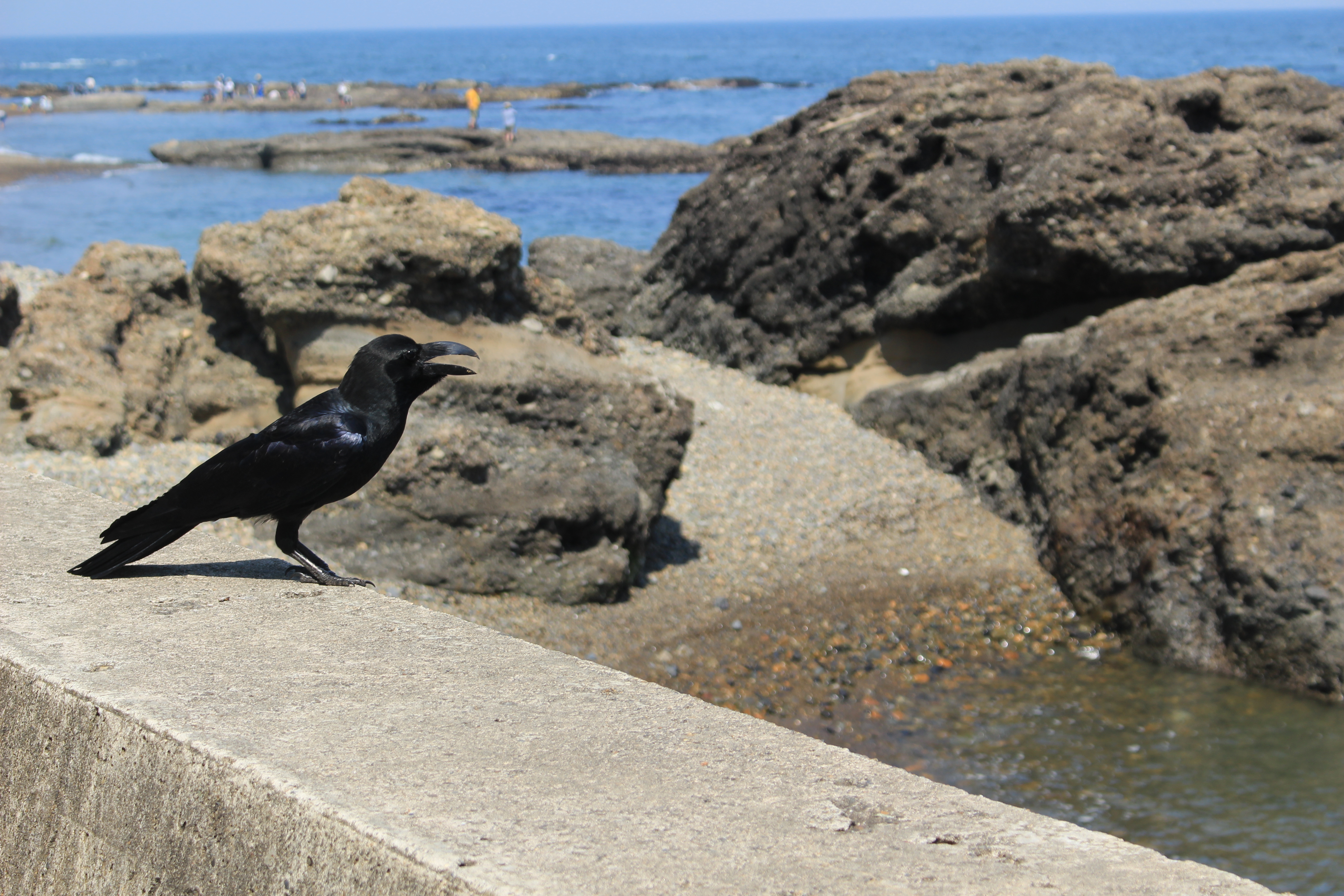 茨城沿岸部の海の写真を撮ってきた ちくブロ