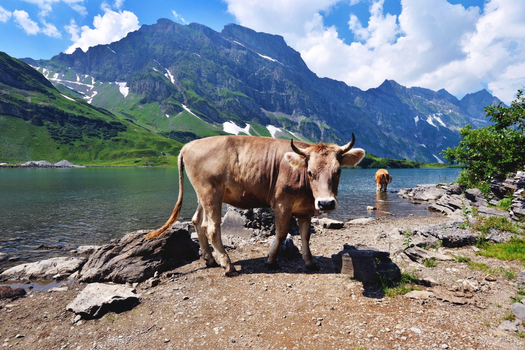 High Lands Chilby Photography