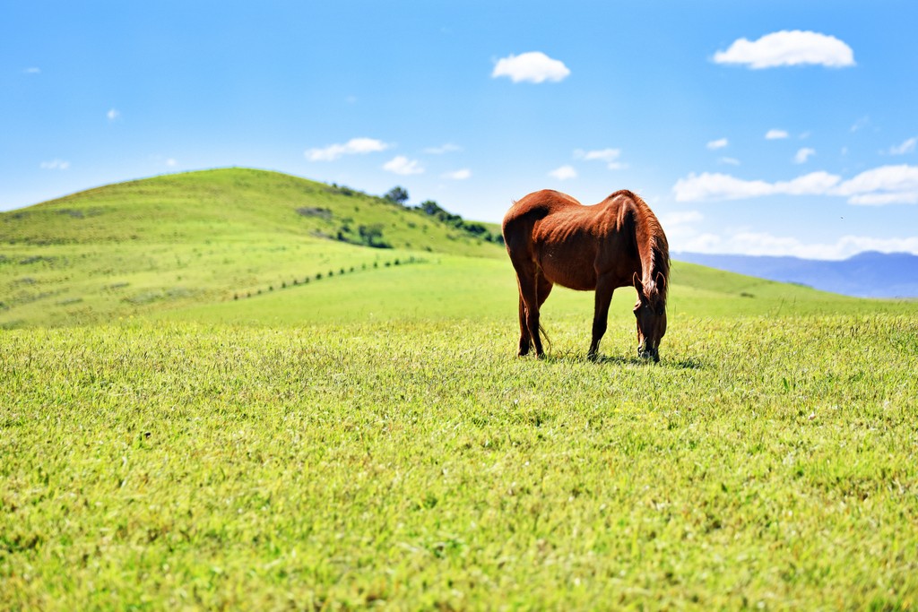 Horse and the Hill Chilby Photography