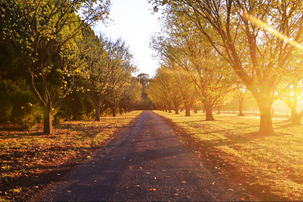 Yellow Bliss Chilby Photography