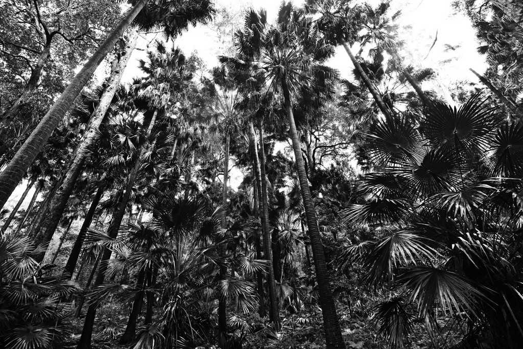 Cabbage Tree Forest Chilby Photography