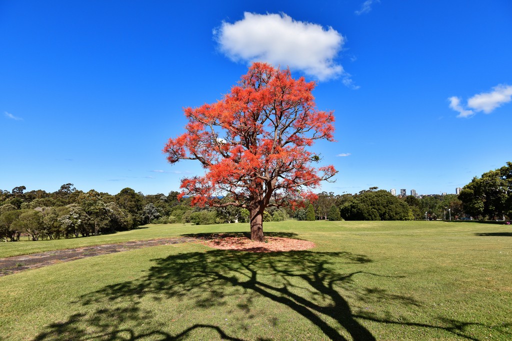 The Wollongong Tree Chilby Photography