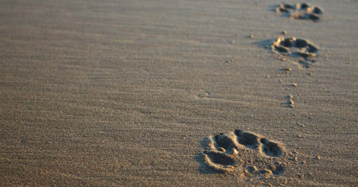 How To Talk To Kids About The Death Of A Pet