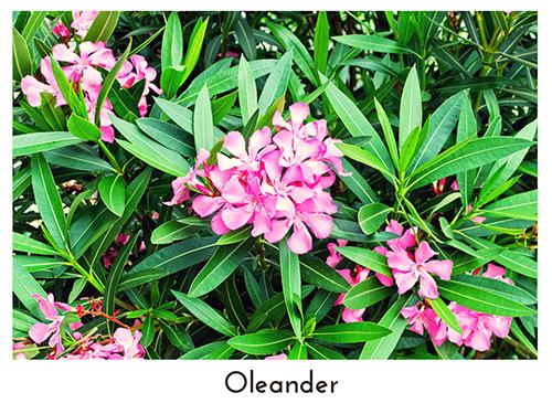 Which Houseplants Are Potentially Poisonous for Toddlers and Pets