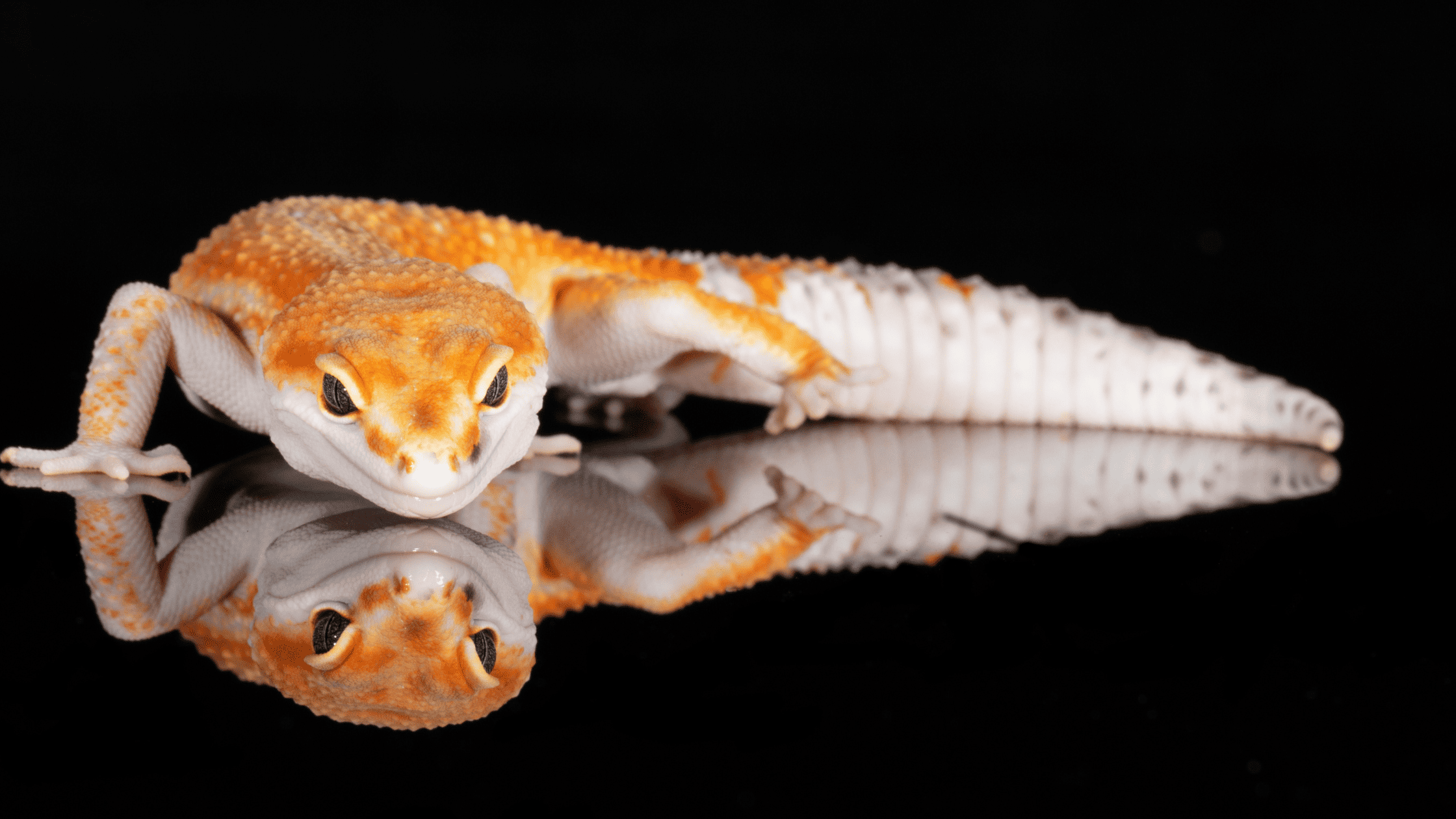 Do Leopard Geckos Bite Hurt?