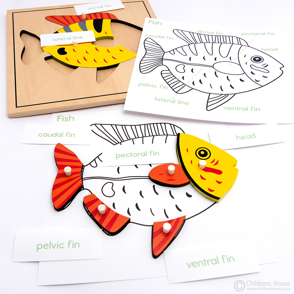 Fish Puzzle Activity Childrens House Montessori Materials name the