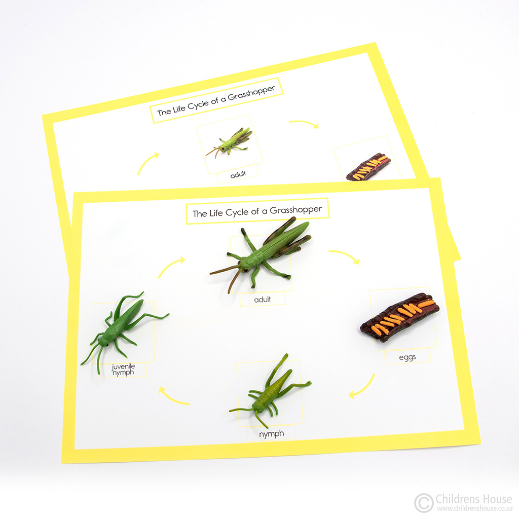 Life Cycle of a Activity Childrens House Montessori