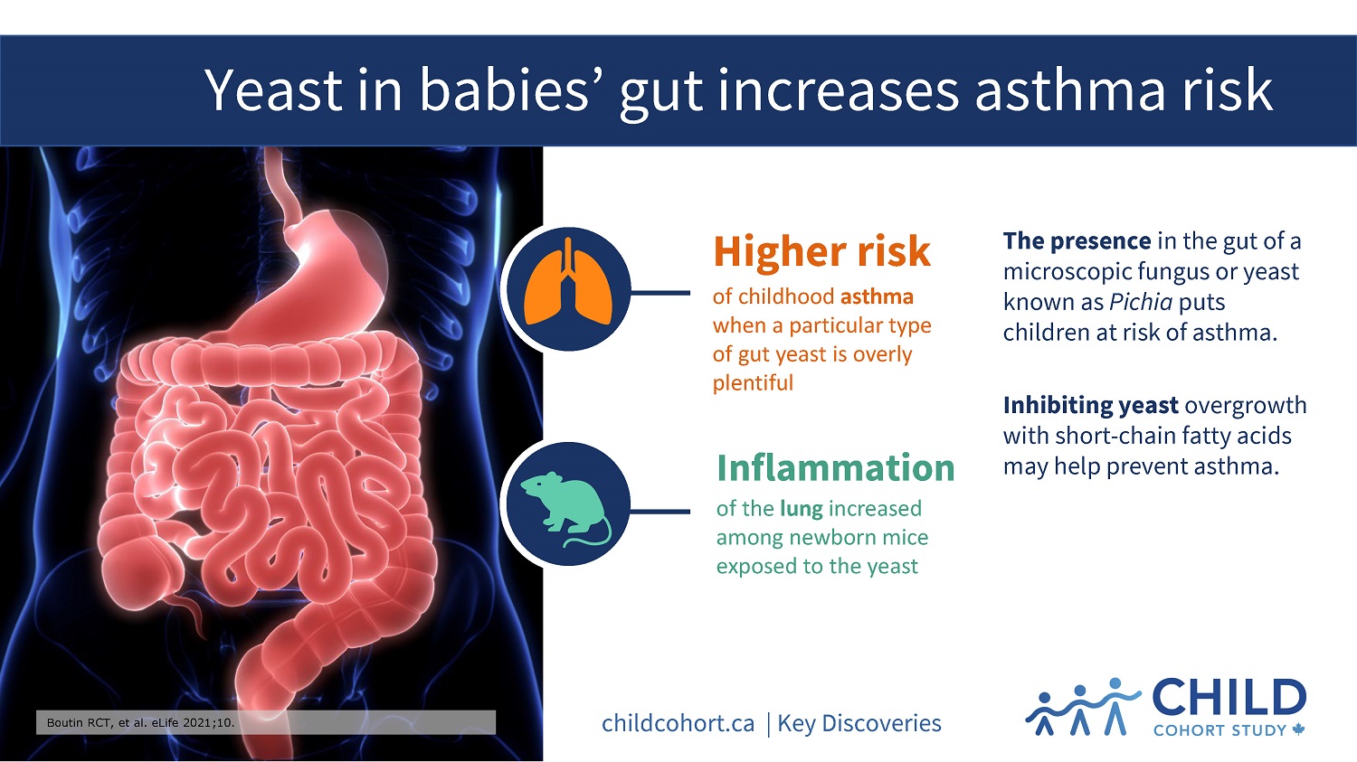Yeast in babies’ gut increases asthma risk CHILD Cohort Study