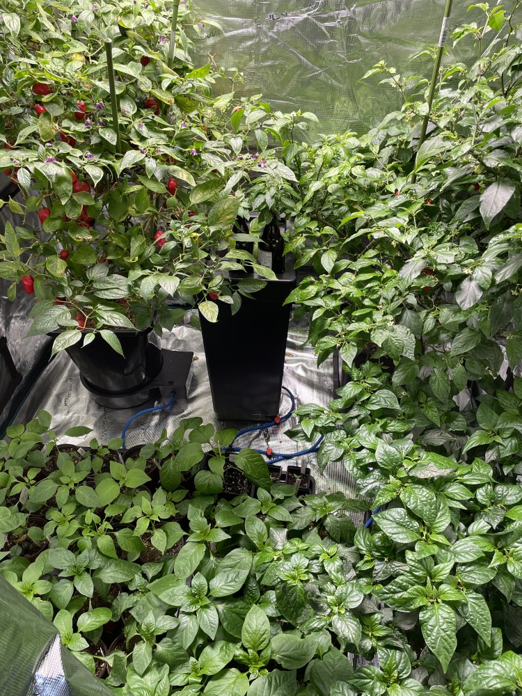 Growzelt Aufbau für die Anzucht - Anleitung, Zubehör, Tipps | Seite 3