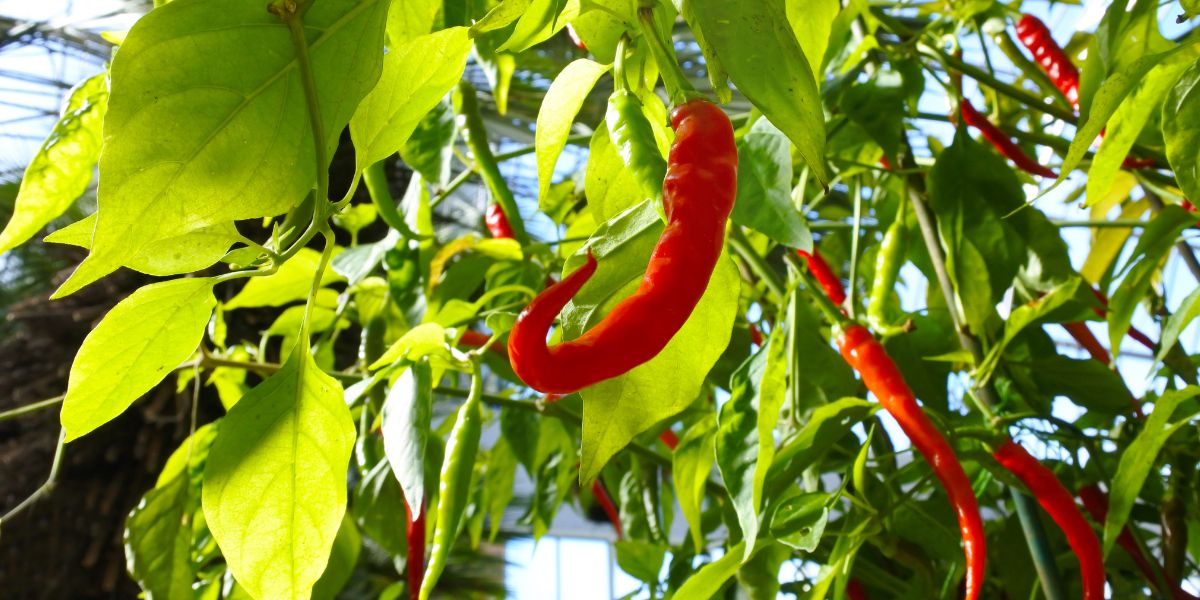 How To Clone A Chili Plant? Chili Growing