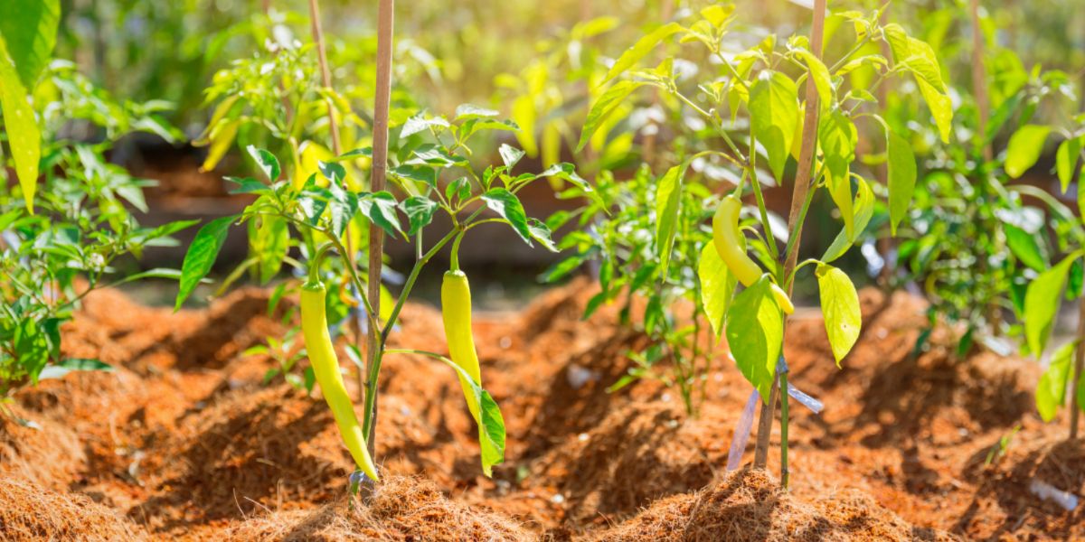 Chili Pepper Companion Planting Benefits and Considerations Chili