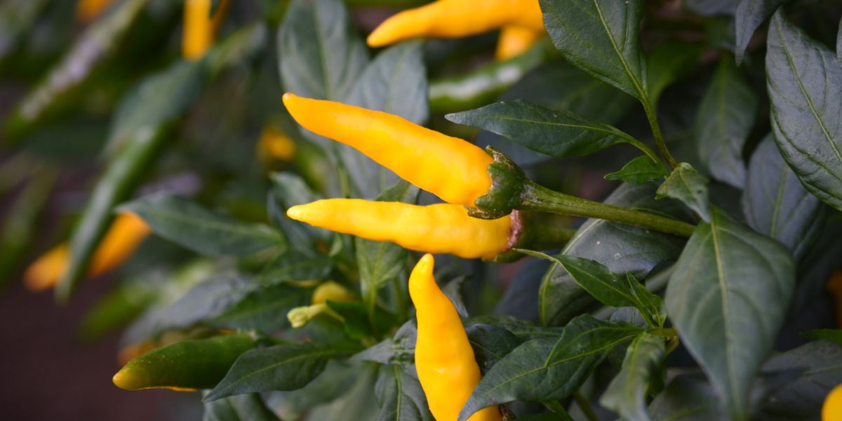 Tips for Growing Perennial Chili Pepper Plants in Your Garden Chili