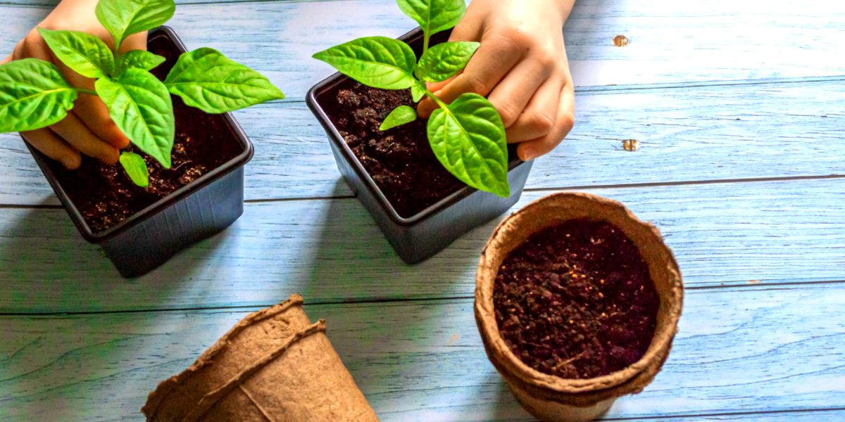 How to Create the Perfect Growing Conditions for Chili Plants Chili