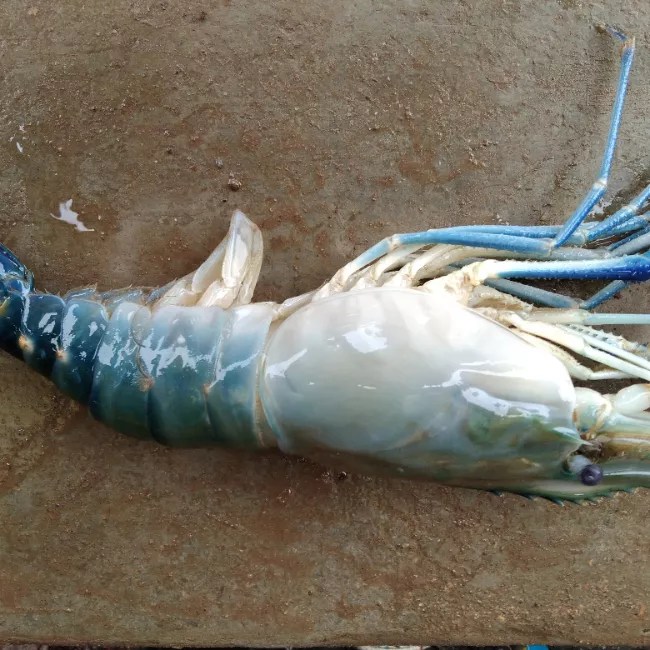 Order Nonveg Items Now Free Home Delivery in Bhubaneswar Fresh Fish