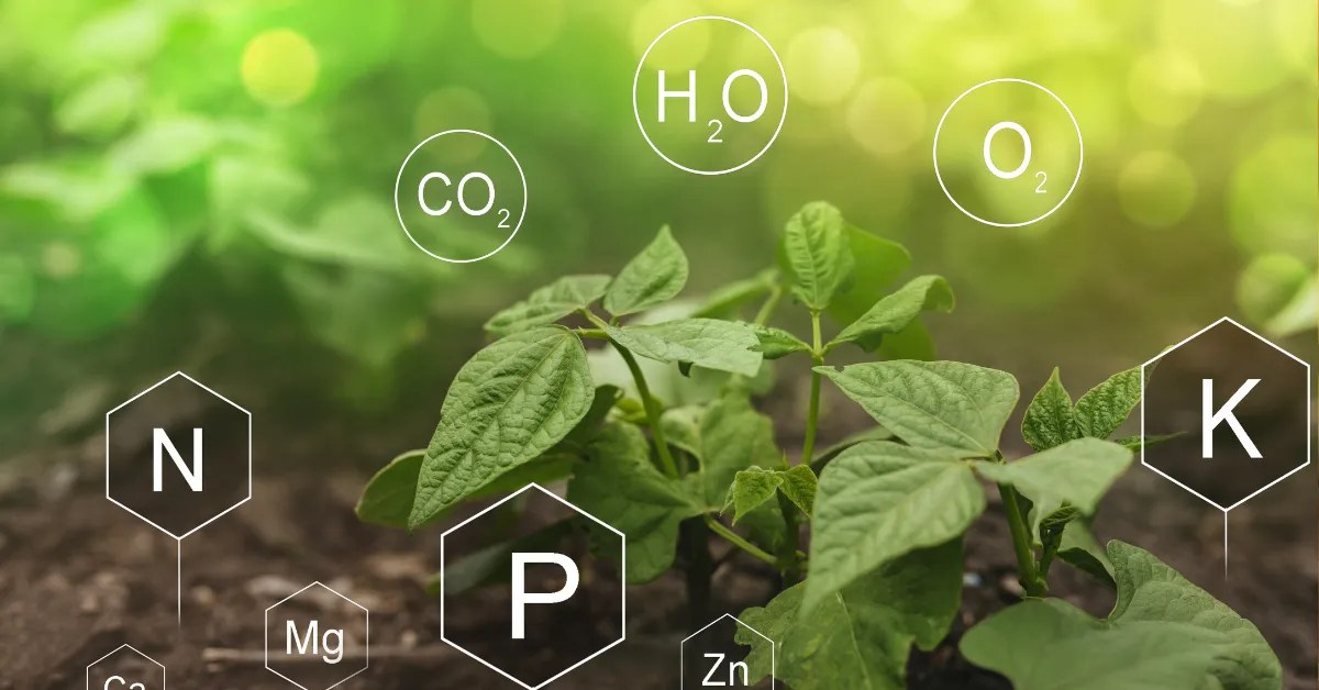 The Best Potting Soil Mix For Chilli Pepper Plants