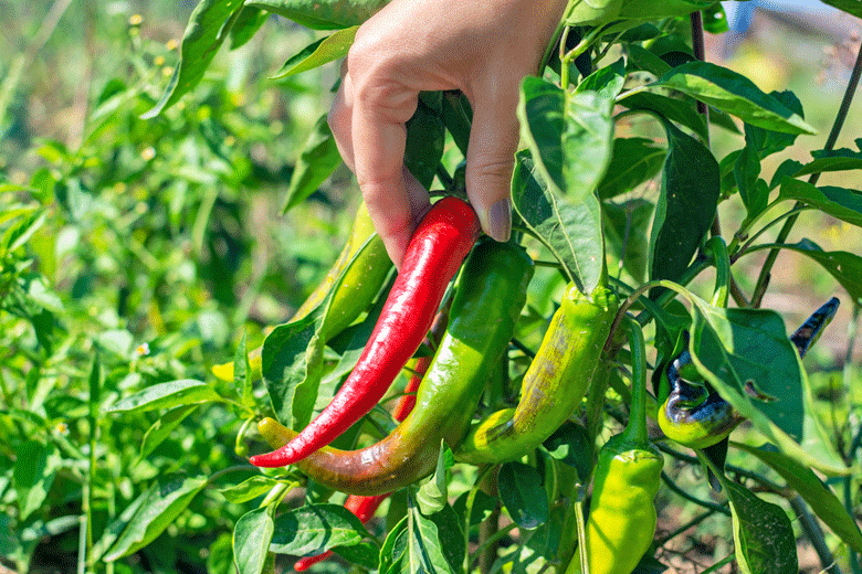 How to ripen Chillies The Chilli
