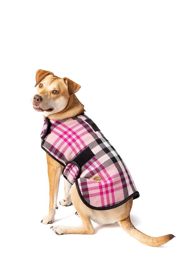 Coats Archives Chilly Dog Sweaters