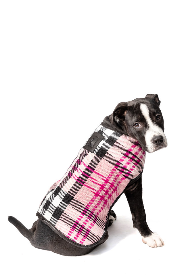 Pink Plaid Blanket Dog Coat — Chilly Dog