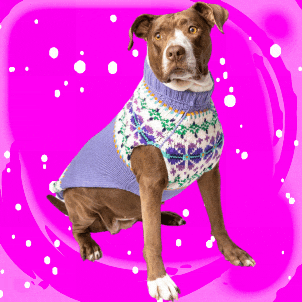 Finding the best dog sweaters for pitbulls Chilly Dog Sweaters
