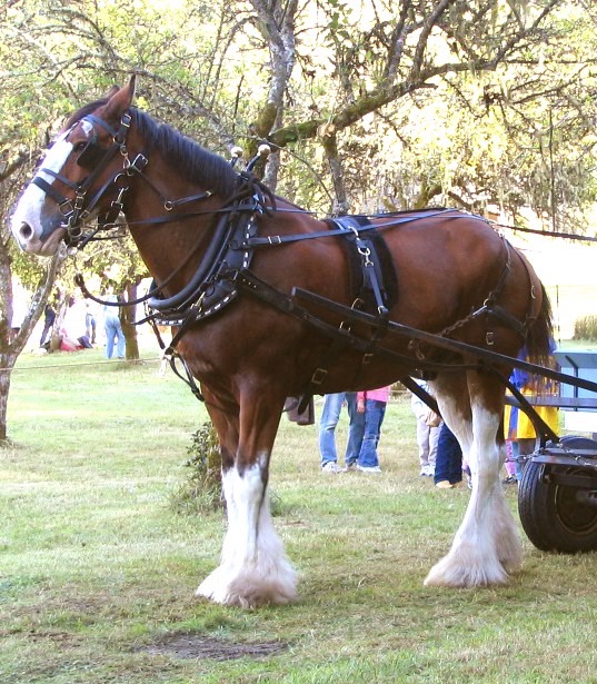 The Farm/Work Harness Chimacum Tack
