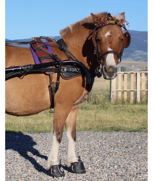 Equine Fusion Active Jogging Shoe Chimacum Tack