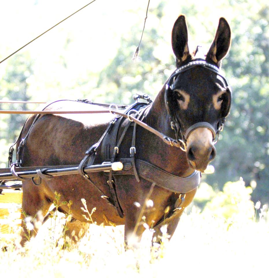 WHY a Donkey Harness? Chimacum Tack