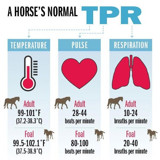 Tuesday Tip Your Horse's Vitals Chimacum Tack