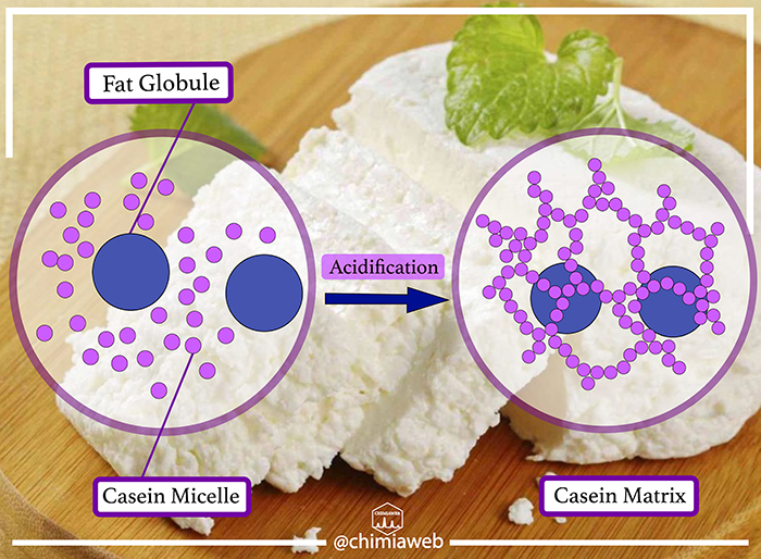 What Is the Chemistry of Cheesemaking ? chimiaweb