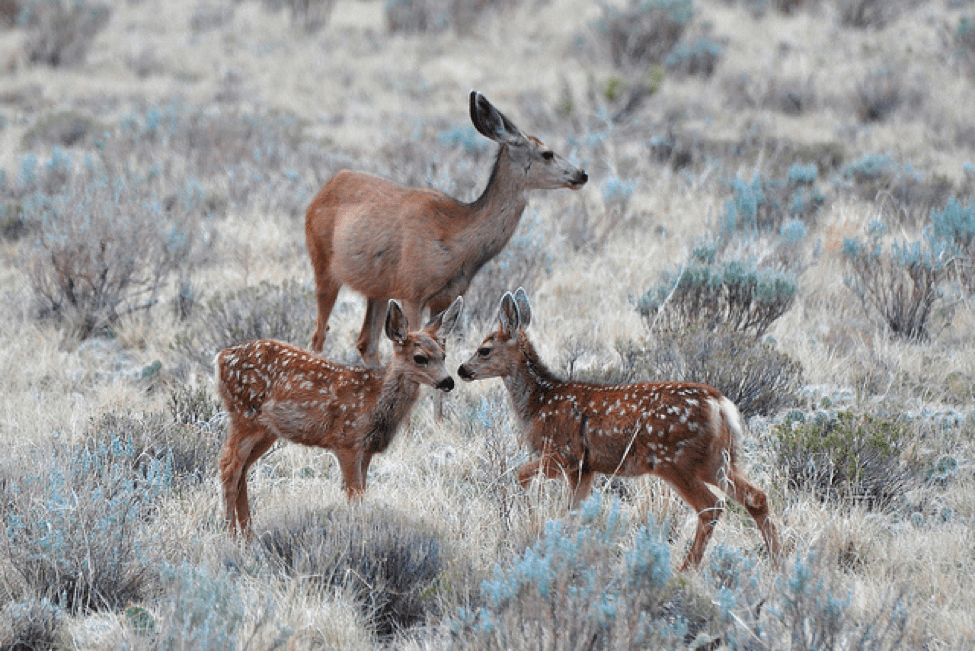 Times of The Year You Can Expect Certain Animals Chimney & Wildlife