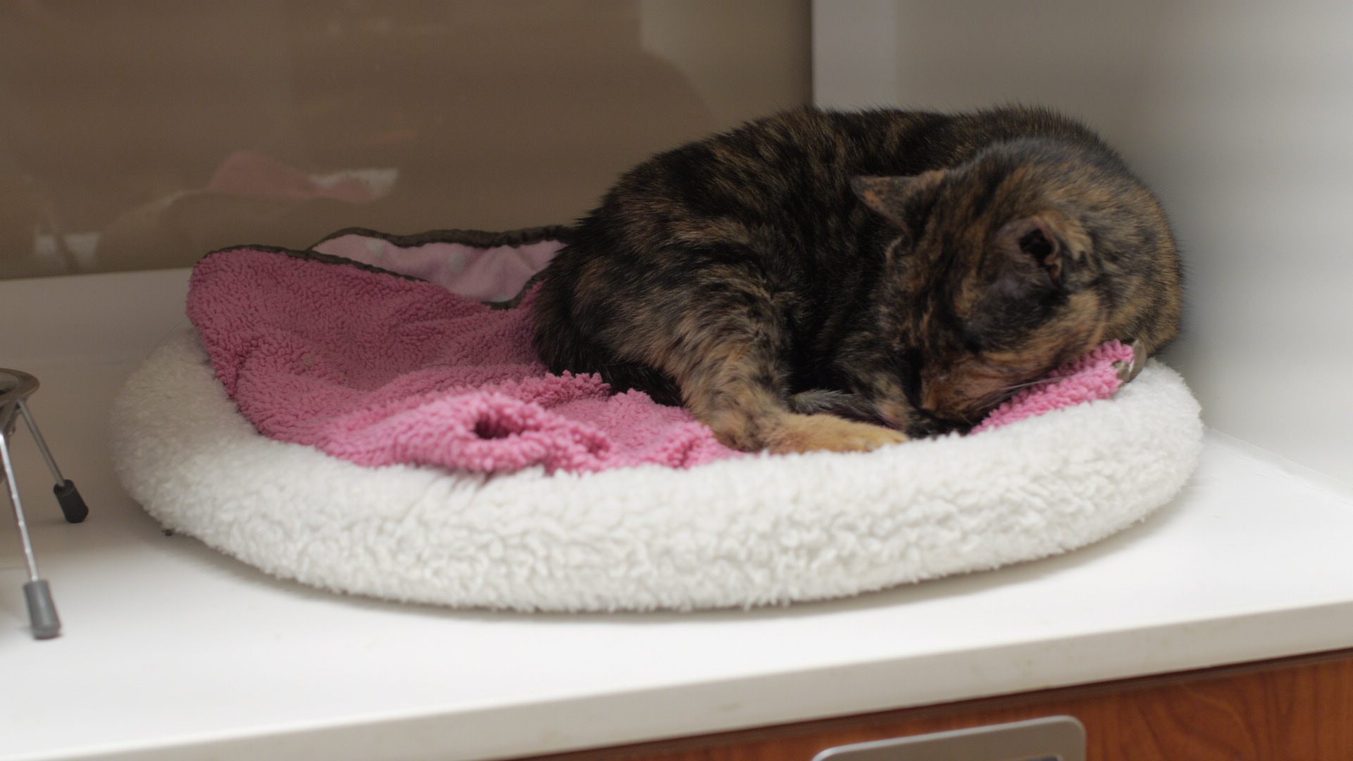 Chimney Hills Animal HospitalTulsa, OKAbout Us