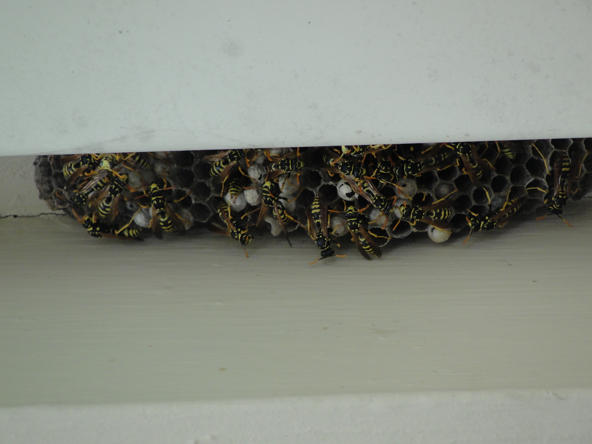 How Nature Impacts Your Gutters Chimneys Plus