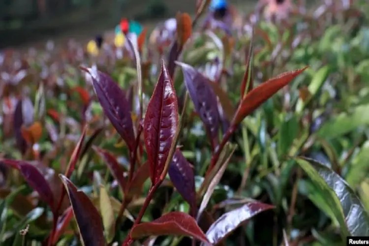 Uncovering the secrets of purple tea a rare and healthy new tea