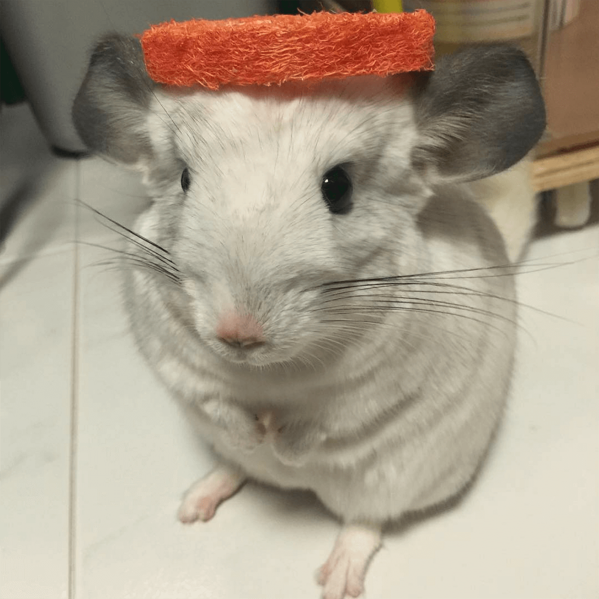 These chinchillas will instantly improve your day.