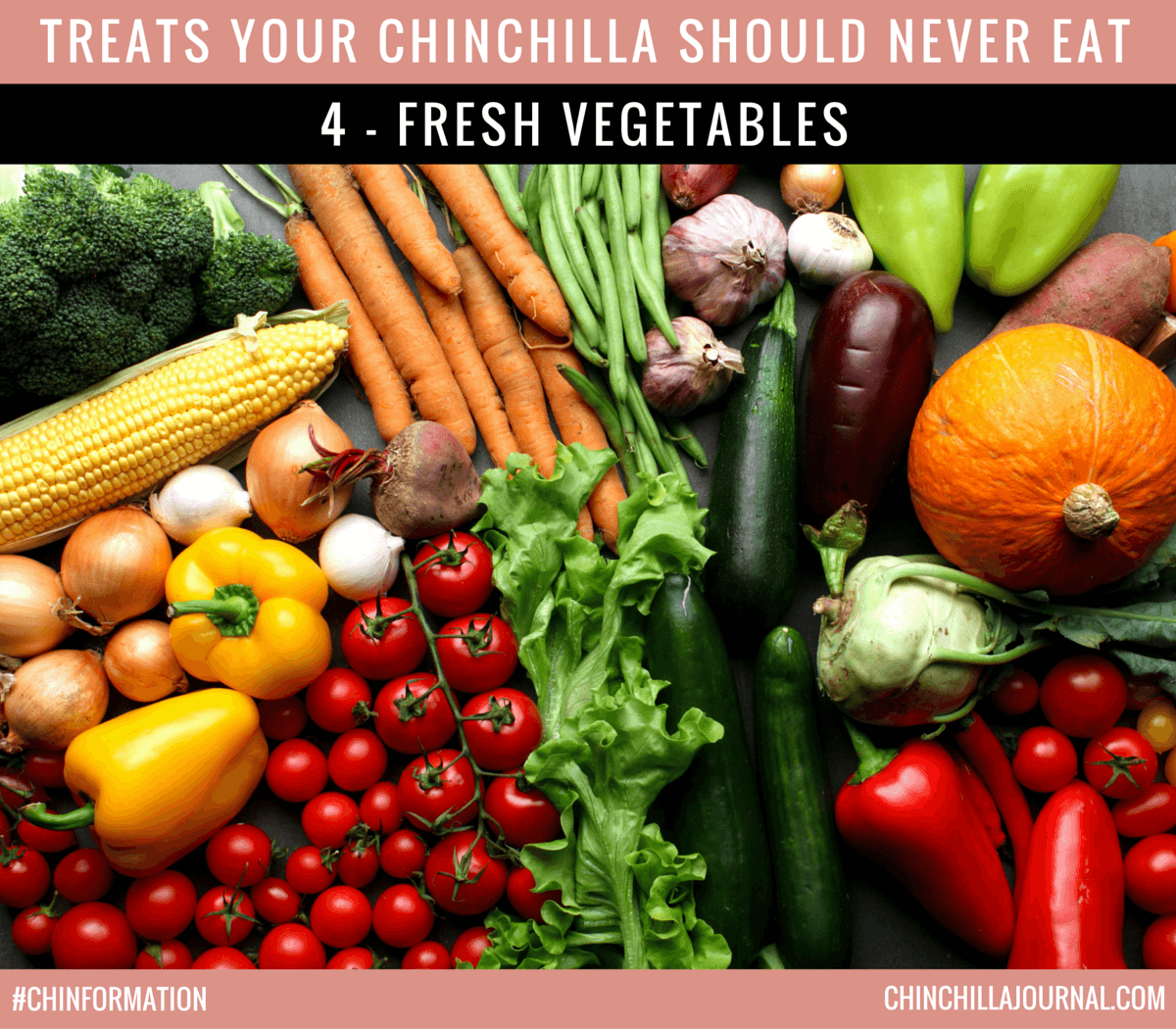 5 Treats Your Chinchilla Should Never Eat Chinchilla Journal