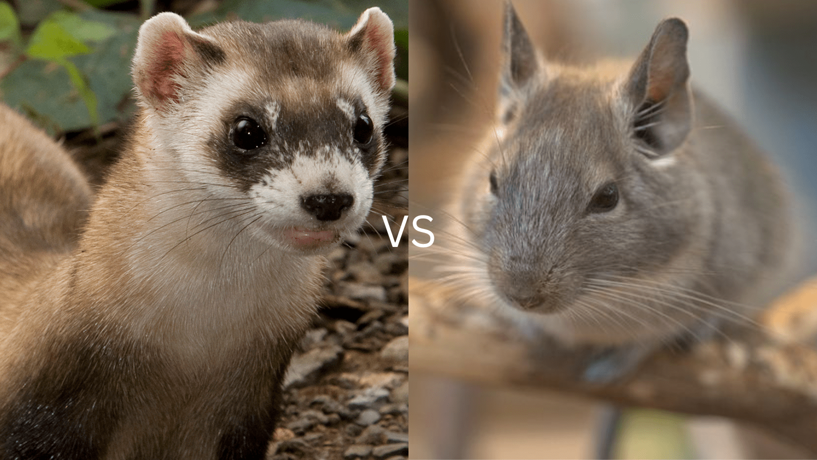 Which Pet Is Right For You? Ferret vs Chinchilla Chinchillaowner