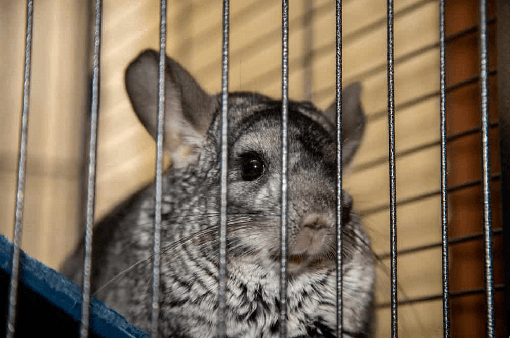 Is My Chinchilla's CageBiting a Behavioral Problem? Chinchillaowner