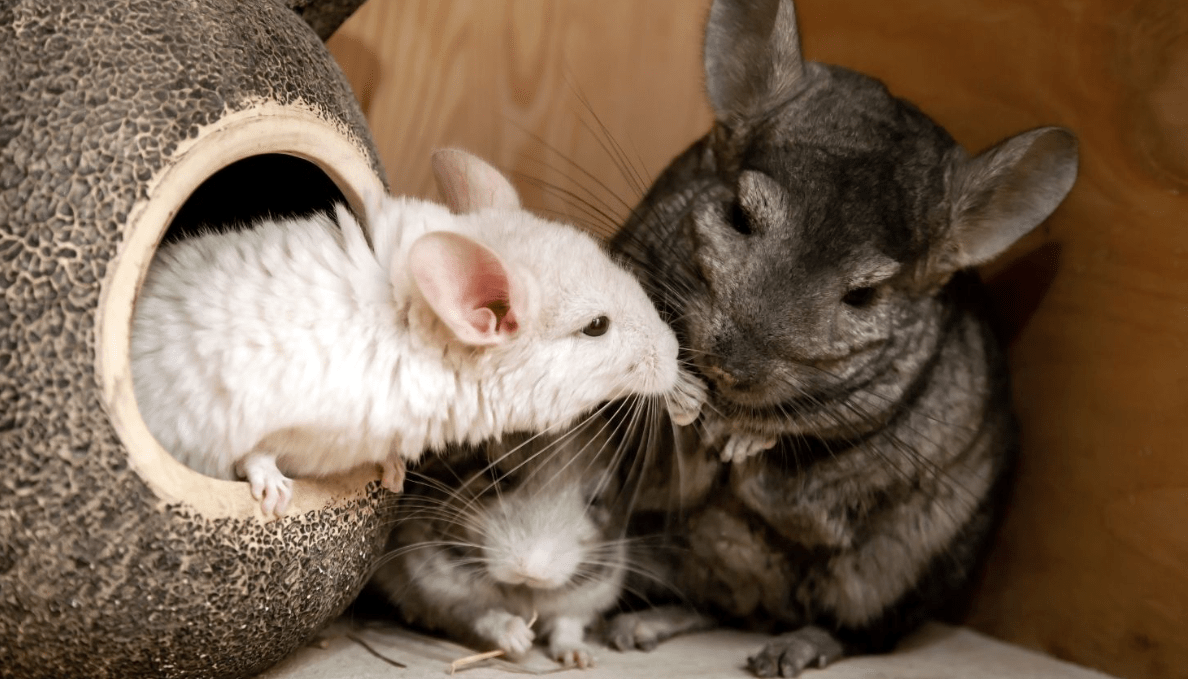 Will Chinchillas Eat Their Babies? All You Need To Know Chinchillaowner