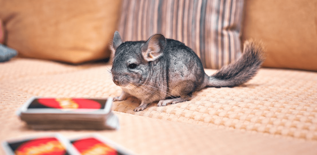 How To Tame A Chinchilla? Chinchillaowner