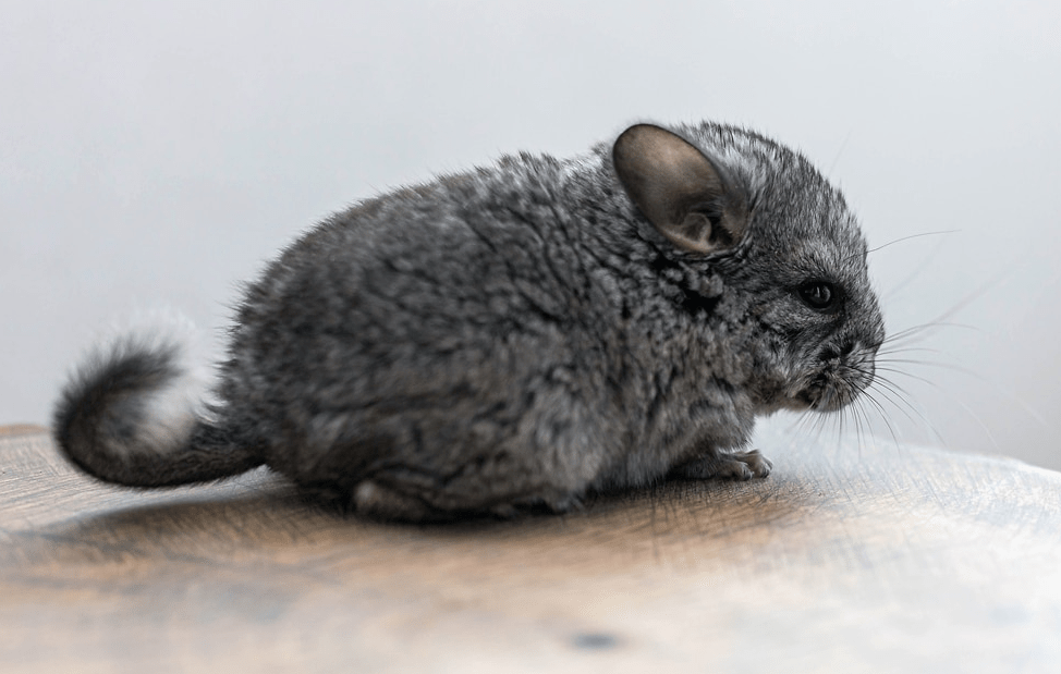 Is My Chinchilla's CageBiting a Behavioral Problem? Chinchillaowner