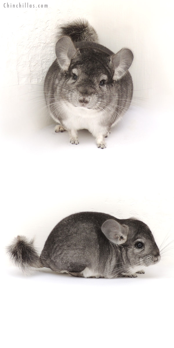 Auction 13183 Standard ( Goldbar Carrier ) Male