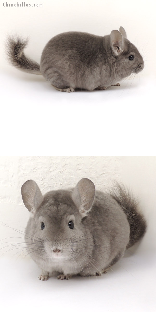 Sales Gallery 14039 Show Quality Wrap Around Violet