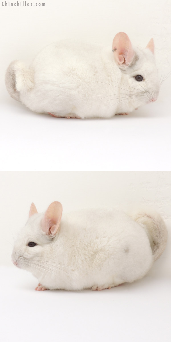 Auction 14088 Large 1st Place Pink White Male Chinchilla