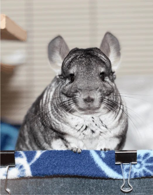 Do Chinchillas Really Watch Television, Or Is That Just A Myth