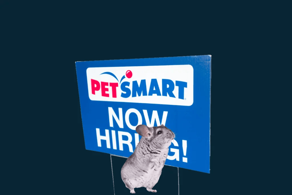 Are Chinchillas from PetSmart Healthy? Chinchillas101 Simple, helpful