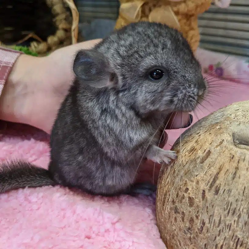 Why Chinchillas Make Great Pets Unveiling Their Unique Charm